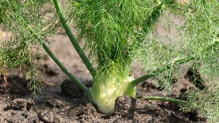 Фенхель, растение против расстройства желудка - Выращивание