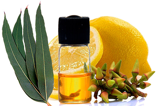 Лучшее масло для тела с лимонным эвкалиптом