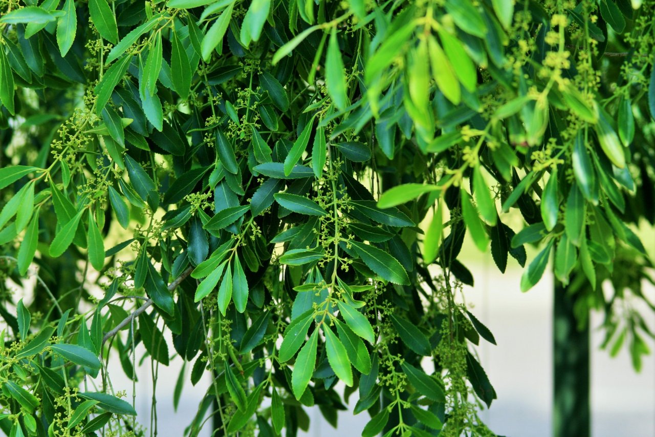 Чайное дерево, антисептическое лекарственное растение
