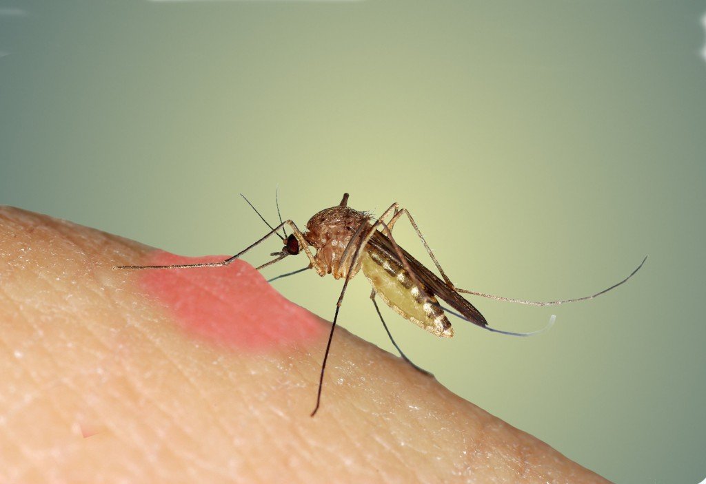 Хорошее натуральное средство от укусов комаров