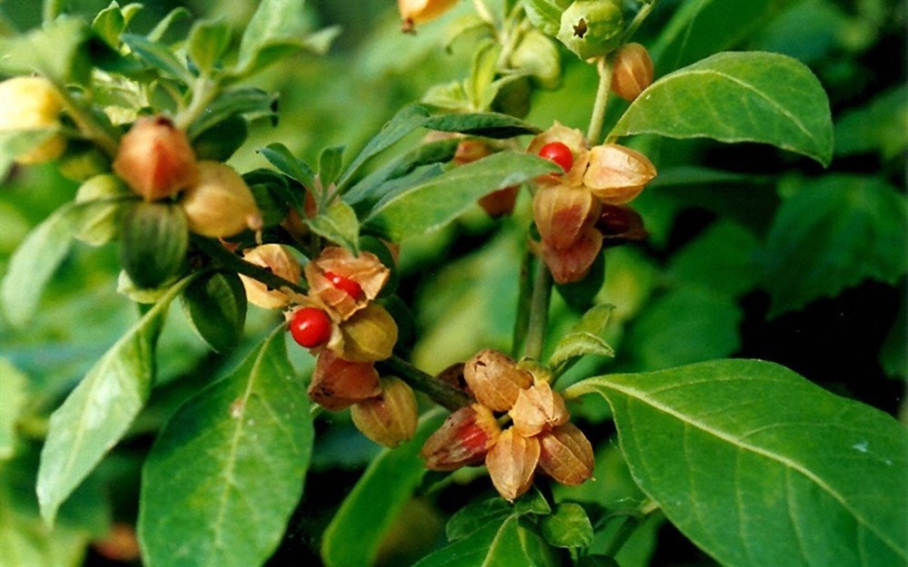 La Bufera, лекарственное растение от стресса или истощения